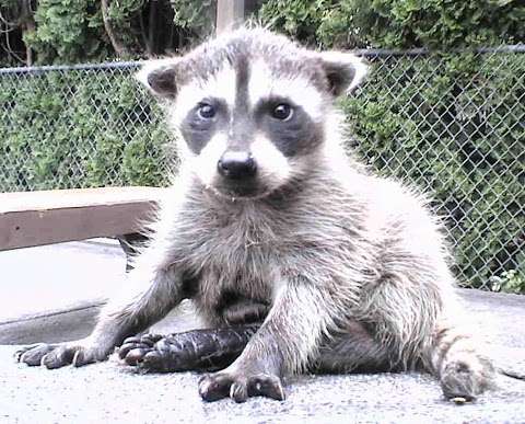 Awesome 'Possum Wildlife Control